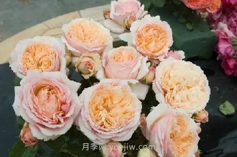 哪些月季耐曬？25大耐熱月季品種推薦(圖11)