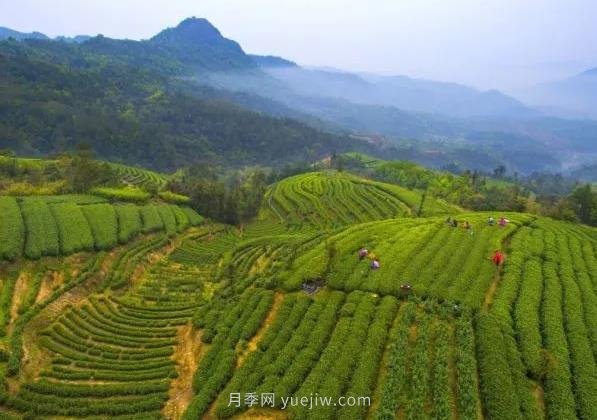 2021農(nóng)產(chǎn)品電商百強(qiáng)縣名單發(fā)布！福鼎第九！(圖1)