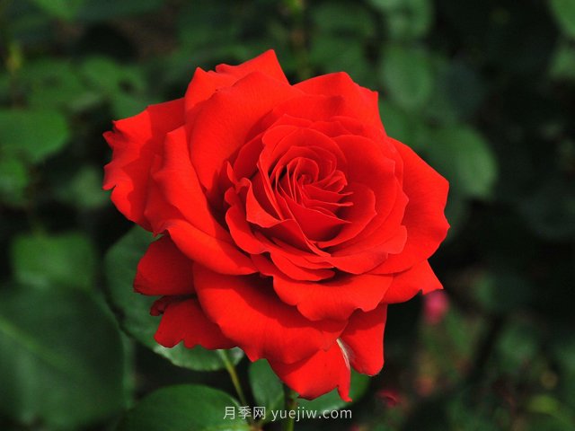 月季花開你有找到屬于你的那個人嗎？(圖1)