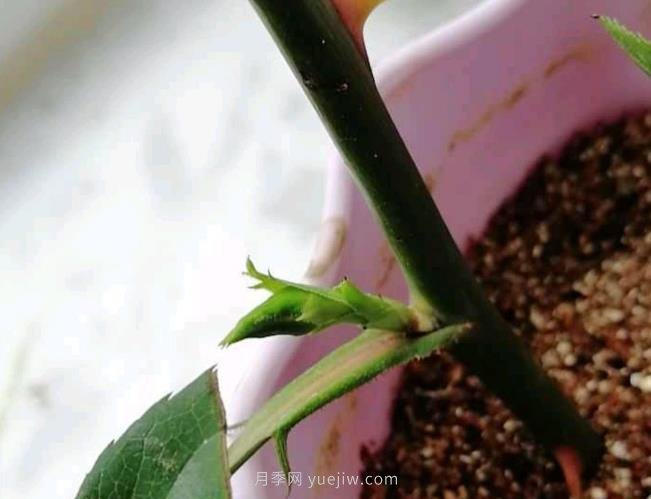 扦插的月季花枝條沒長(zhǎng)根就出花苞正常嗎？(圖1)