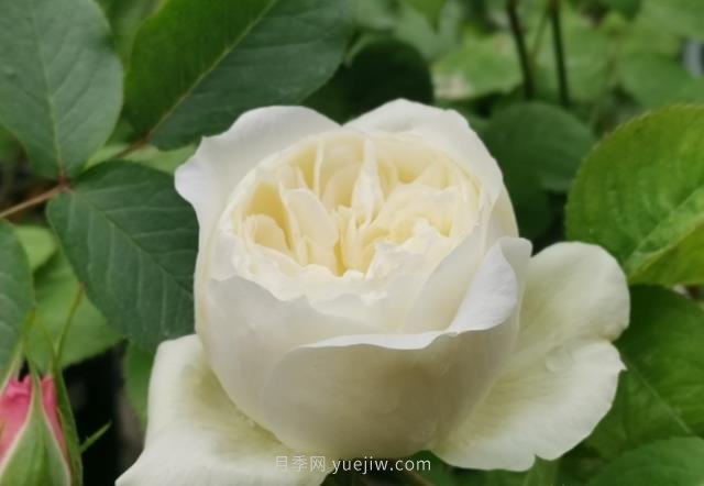 推薦9大白色系月季品種，純凈潔白的花花世界(圖2)