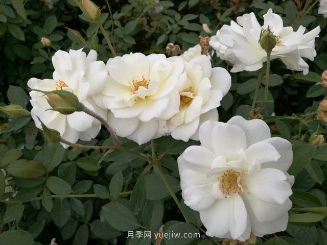 推薦9大白色系月季品種，純凈潔白的花花世界(圖6)