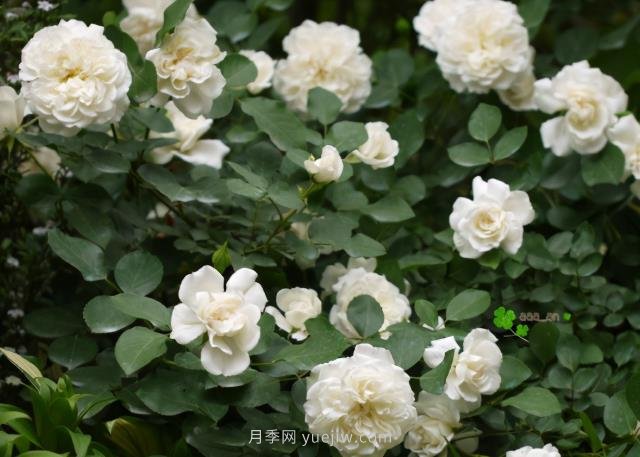 推薦9大白色系月季品種，純凈潔白的花花世界(圖8)