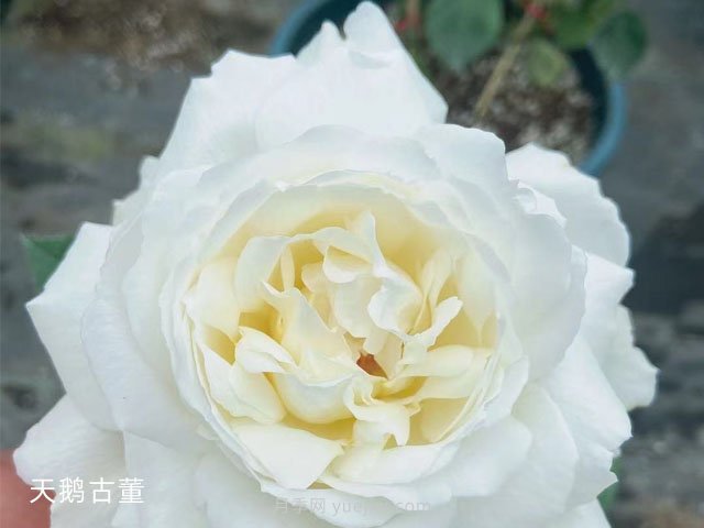 推薦9大白色系月季品種，純凈潔白的花花世界(圖7)