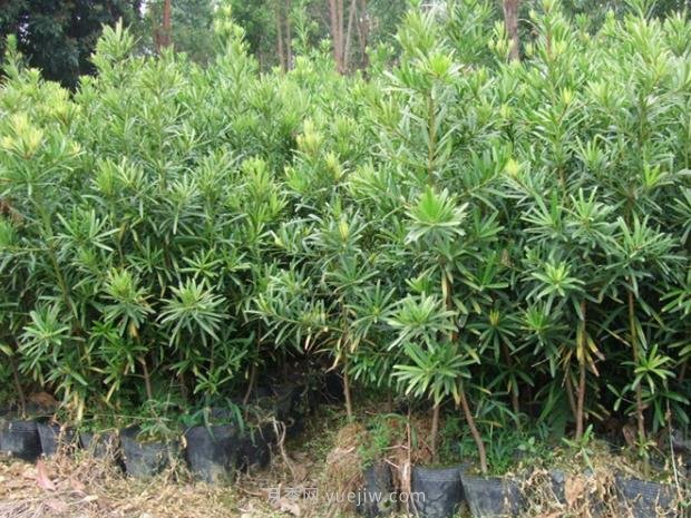 羅漢松樹苗的種植方法(圖1)