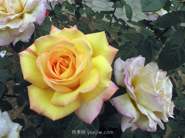 蚜蟲紅蜘蛛介殼蟲，月季花木三大害的處治方法(圖1)