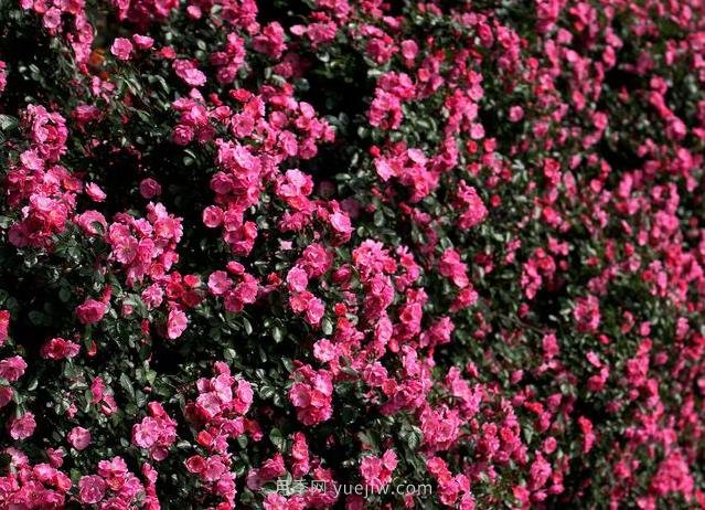 中國原產(chǎn)地，月季花偉大而平凡(圖1)