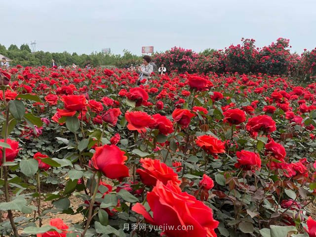 多雨又高溫的7月，月季養(yǎng)護(hù)需要注意些什么？(圖1)