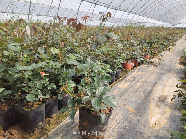 新移栽樹狀月季明明發(fā)芽了，為何又枯了？(圖1)