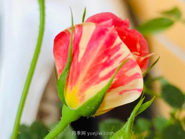 躲躲藏藏月季，開啟變身之路的寶藏微月(圖2)