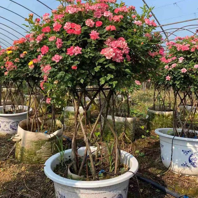 新型月季花籃，小高桿月季玩出新花樣(圖1)