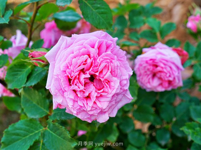 花卉打工人的基本素養(yǎng)，你掌握了嗎？(圖2)