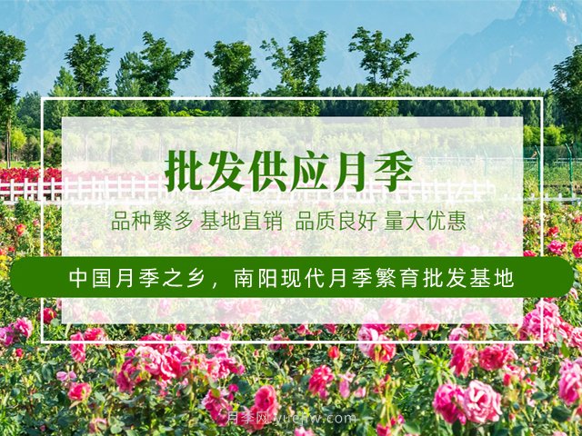 花卉打工人的基本素養(yǎng)，你掌握了嗎？(圖3)