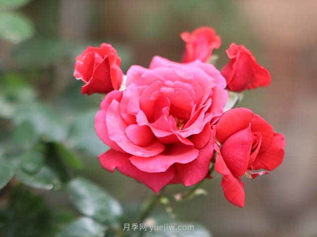 街拍美麗的月季花，大家共同的市花(圖1)