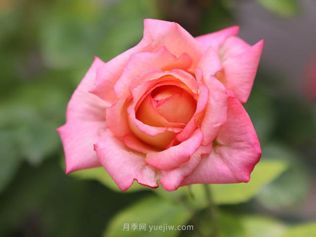 街拍美麗的月季花，大家共同的市花(圖2)