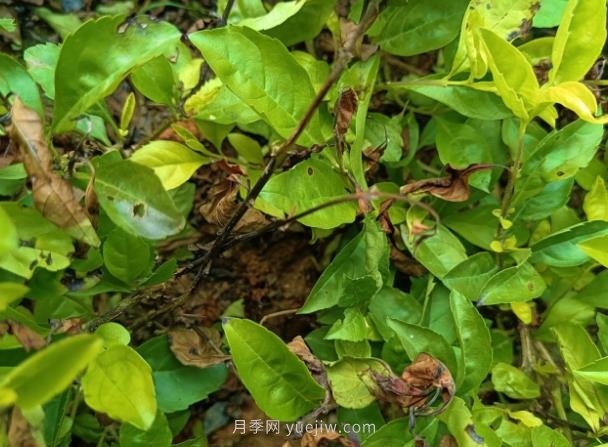黃金葉發(fā)生褐斑病怎么辦？(圖1)