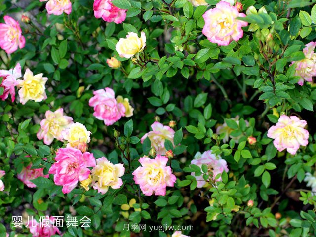 嬰兒假面舞會(huì)月季/小五彩月季(圖1)