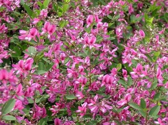 二色胡枝子的特性，種植時(shí)間和使用價(jià)值(圖1)