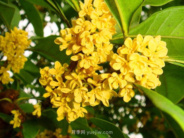 桂花樹不能隨便挪，移栽時間和如何養(yǎng)護(圖1)