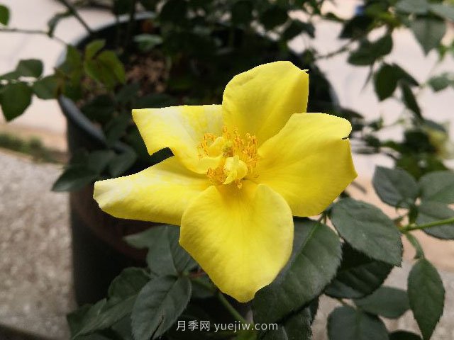 單瓣月季也迷人，推薦5個品種(圖2)