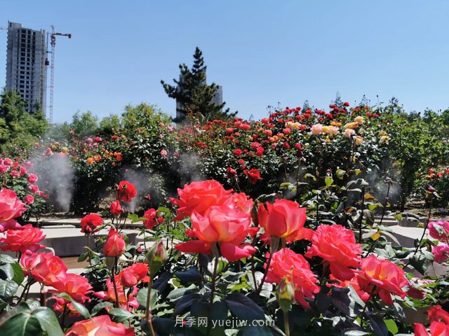 賞鄭州月季公園，相看誰有此花香(圖1)