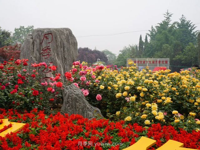 賞鄭州月季公園，相看誰有此花香(圖3)