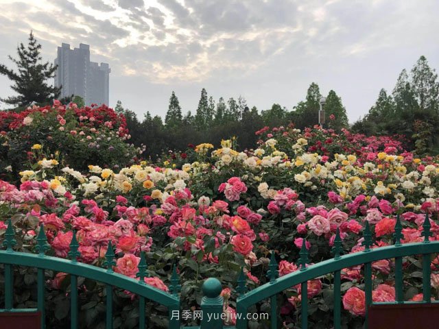 賞鄭州月季公園，相看誰有此花香(圖2)