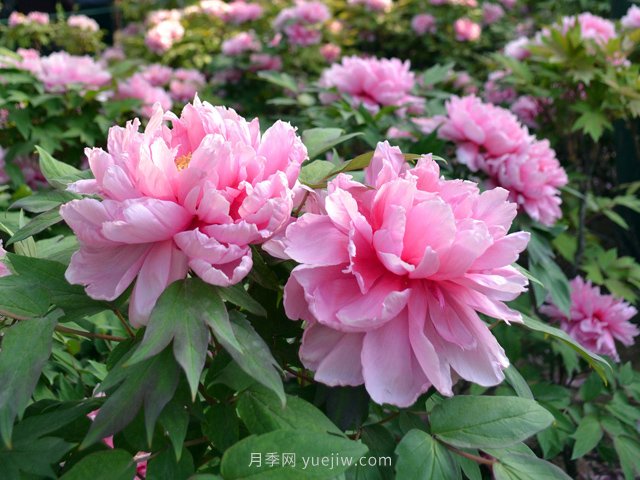 牡丹憑啥能脫穎而出成為國花？如何種植牡丹？(圖1)