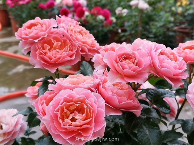 陽臺(tái)養(yǎng)棵香香公主月季，芳香王滿室飄香四季賞花(圖2)