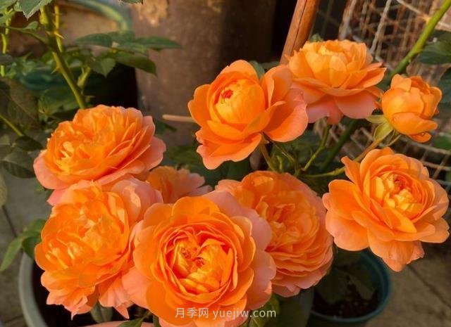 陽臺養(yǎng)月季果汁陽臺是首選，5大優(yōu)點告訴你(圖3)