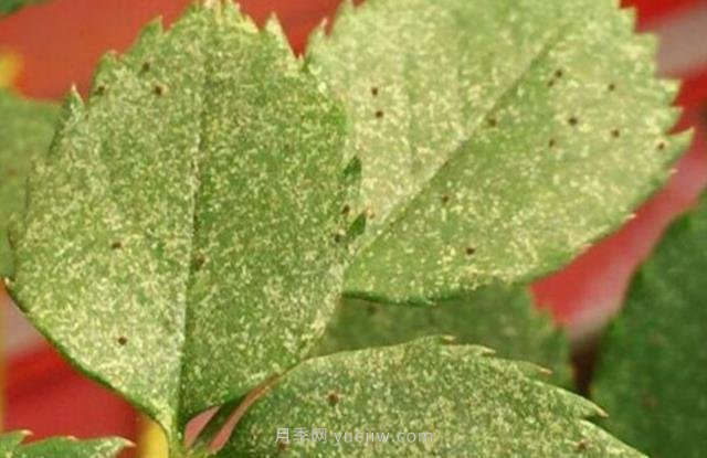 夏季高溫紅蜘蛛危害達(dá)到高峰，怎樣有效進(jìn)行防治？(圖1)