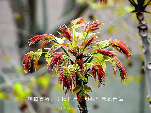 桐柏香椿樹應(yīng)該如何種植？(圖1)