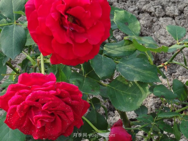 香魔84月季的優(yōu)缺點(diǎn)是什么？(圖1)