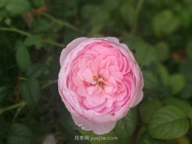 花友淘汰掉的10種月季，缺點多于優(yōu)點，是這樣嗎(圖3)