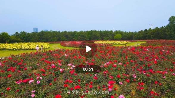 山東威海經(jīng)區(qū)月季花開(kāi)香滿城(圖1)