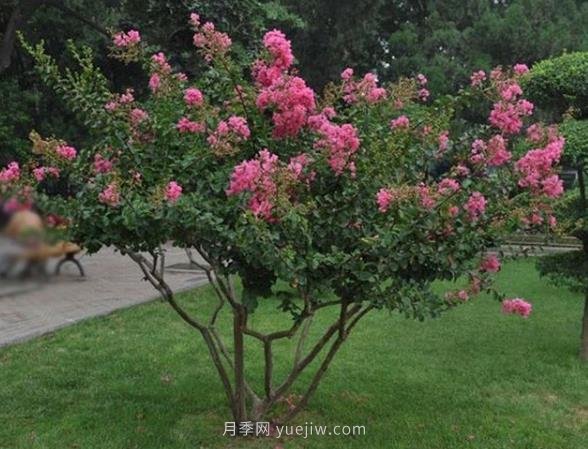 叢生拼栽苗木怎么種才能賺大錢(qián)？(圖1)