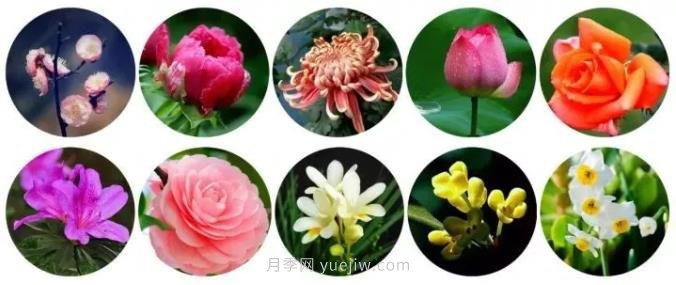 中國有哪十大名花，驚艷世界！(圖1)