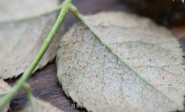 紅蜘蛛，夏季月季頭號害蟲，有一整套防治方法(圖1)
