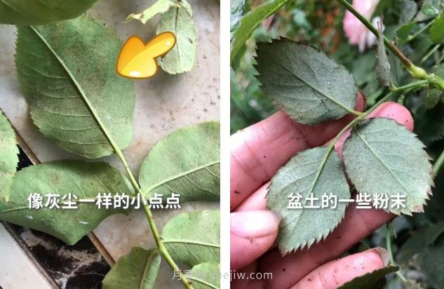 紅蜘蛛，夏季月季頭號害蟲，有一整套防治方法(圖2)