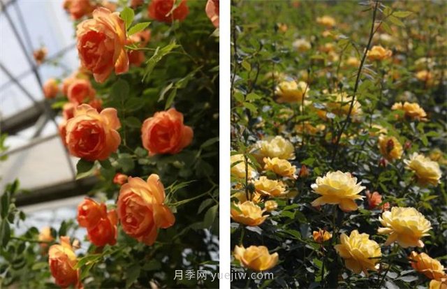 月季突然換了臉？不用擔(dān)心，是芽變啦！(圖2)