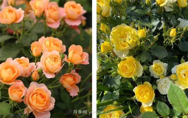 月季突然換了臉？不用擔(dān)心，是芽變啦！(圖4)