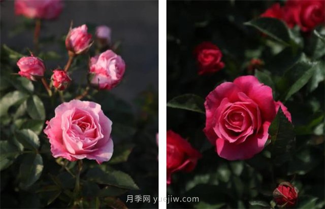 月季突然換了臉？不用擔(dān)心，是芽變啦！(圖6)