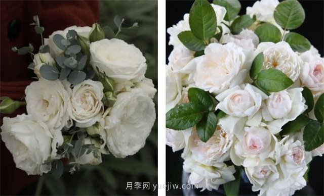 月季突然換了臉？不用擔(dān)心，是芽變啦！(圖7)