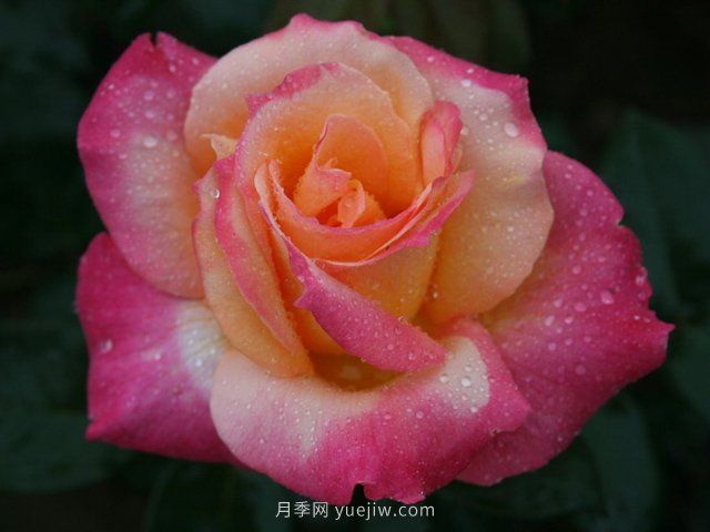 月季花夏季養(yǎng)護(hù)要點(diǎn)及注意事項(xiàng)(圖1)