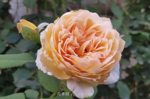 月季度夏，如何澆水施肥和防止病蟲害(圖1)