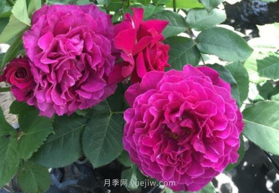 十大日本河本純子月季品種推薦，讓你欲罷不能(圖6)