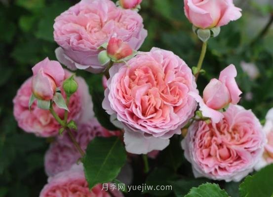十大日本河本純子月季品種推薦，讓你欲罷不能(圖5)