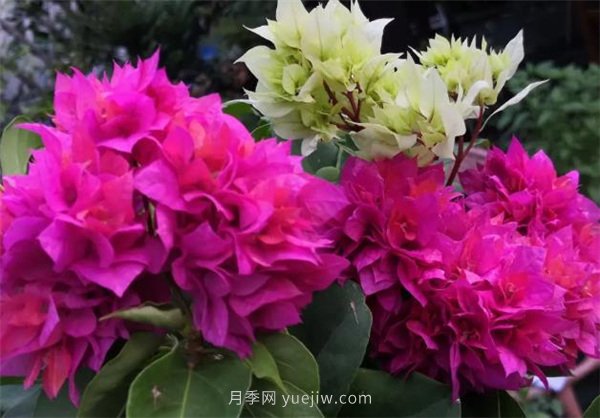 夏季養(yǎng)花要選對品種，推薦6種花卉適合高溫(圖1)