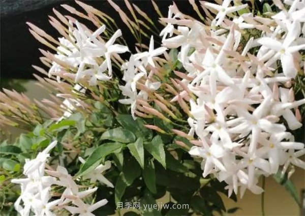 夏季養(yǎng)花要選對品種，推薦6種花卉適合高溫(圖3)