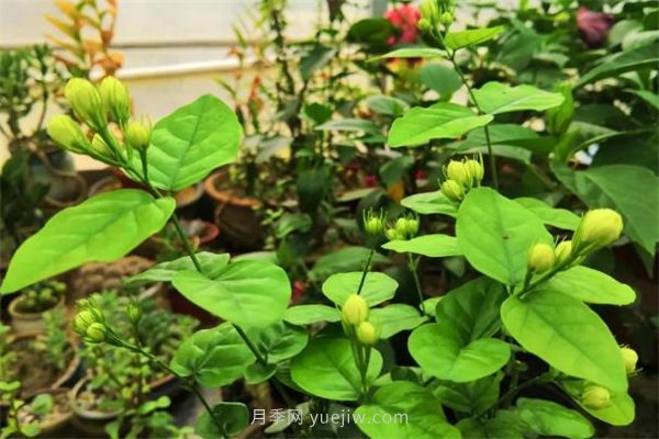 夏季養(yǎng)花要選對品種，推薦6種花卉適合高溫(圖2)